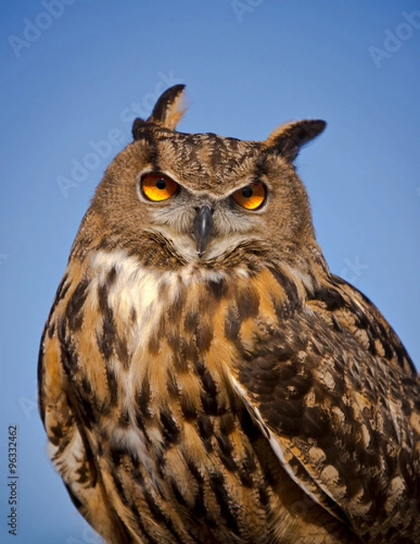 Fototapeta Eurasian Eagle Owl stares directly at the viewer