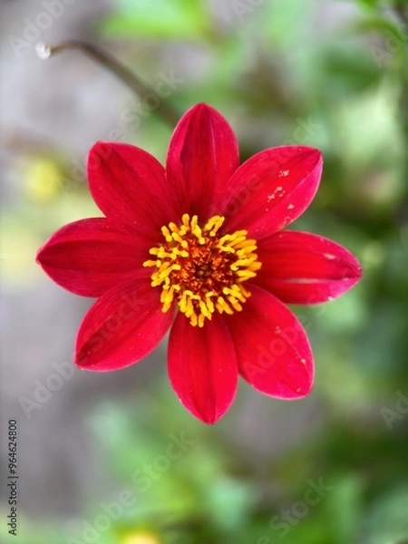 Fototapeta close macro shot of a flower