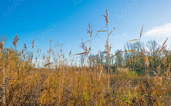 Obraz The shore of a sunny lake in autumn
