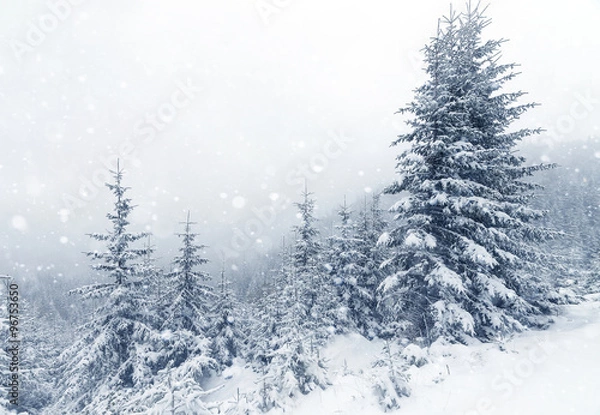 Fototapeta Spruce Tree foggy Forest Covered by Snow in Winter Landscape.