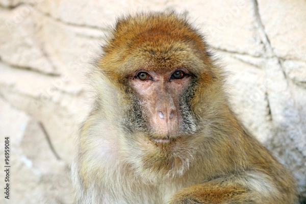 Fototapeta Macaca sylvanus