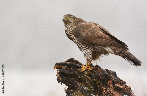 Fototapeta Northern Goshawk (Accipiter gentilis)