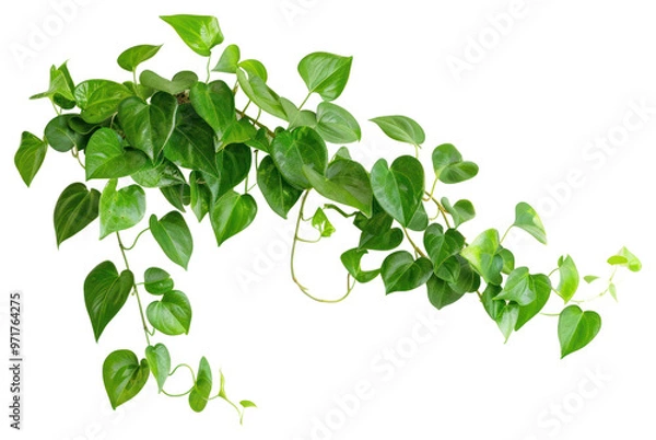 Fototapeta PNG  Plant vine leaf potted plant.