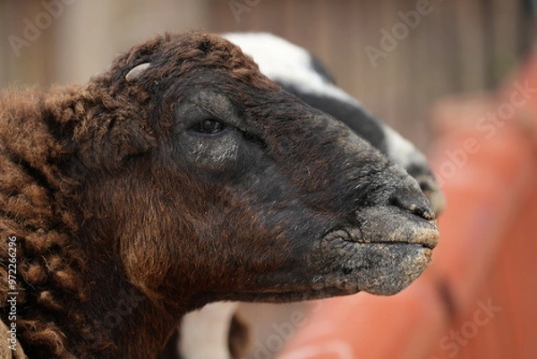 Fototapeta The sheep are in the pen