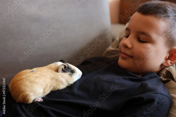 Fototapeta People take care of the guinea pig and play with it.