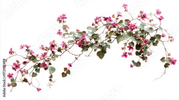 Fototapeta Green vine plant with dried pink flowers isolated on white background isolated on white background,. Created using Generative AI Technology
