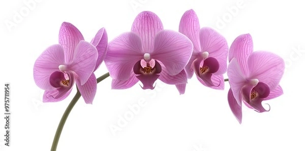 Fototapeta Pink Orchid Flowers