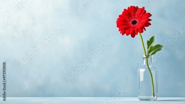 Fototapeta Red Gerbera Daisy in Glass Vase on Blue Background