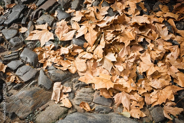 Fototapeta Autumn leaves