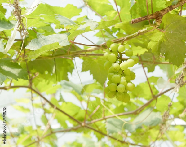 Fototapeta grapevine