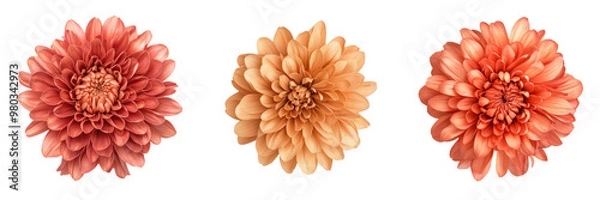 Fototapeta Three delicate dahlia flowers display vibrant hues, adding elegance and charm to any floral arrangement or garden design. transparent background