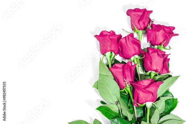 Fototapeta Pink roses isolated on white background. Blooming flowers, festive concept for Mother's Day