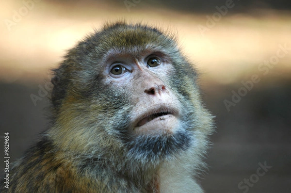 Fototapeta closeup of an ape looking up