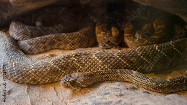 Fototapeta Rattlesnake, Crotalus atrox