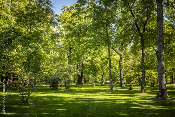 Fototapeta Forest Park Landscape