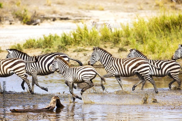 Fototapeta Zebras runs in the water