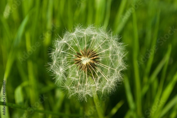 Obraz Dandelion seeds in the morning mist blowing away across a fresh green background