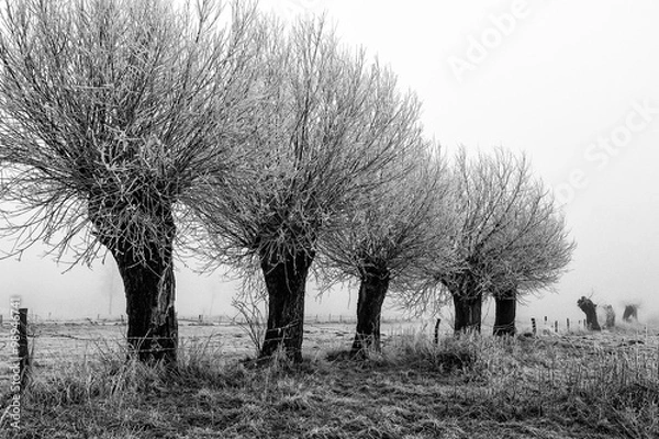 Fototapeta Wierzby