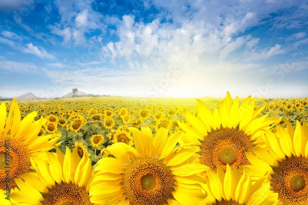 Fototapeta Field sunflower with flare light on the sun.