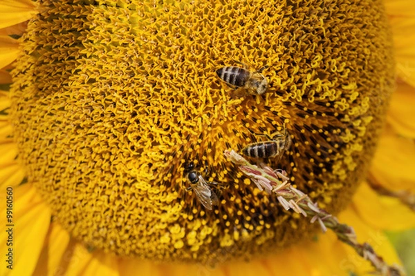 Fototapeta Three bee sitting on flower sunflower