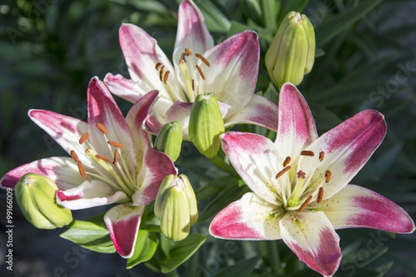 Fototapeta Daylily flowers in the garden.