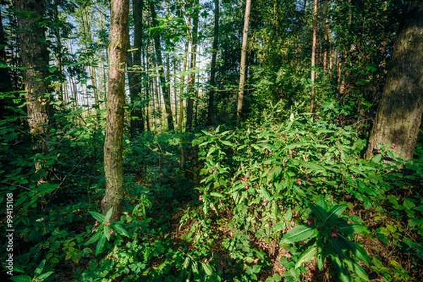 Fototapeta Summer Sunny Forest Trees. Nature, Woods in Sunlight