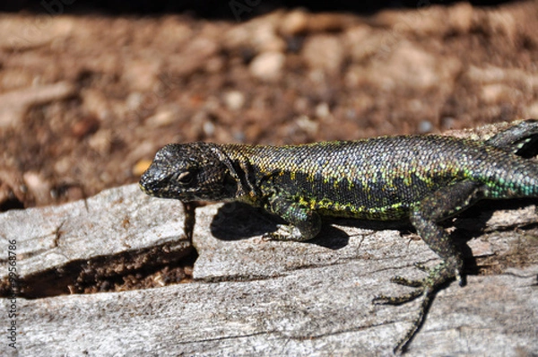 Fototapeta Lizard in Reserva El Cani, near Pucon, Chile