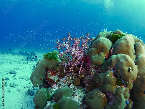 Fototapeta diver wtih reef caral