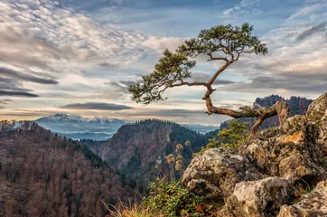 Obraz Drzee sosny karłowatego na Sokolica Peak, Pieniny, Polska