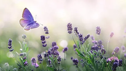 Obraz Purpurowa kwitnie lawenda i latający motyl w naturze.