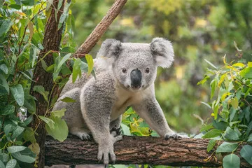 Obraz Koala na zewnątrz drzewa eukaliptusowego.