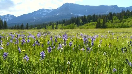 Obraz Polne kwiaty Blue Camas - pole kwiatów Blue Camas kołyszących się delikatną bryzą na górskiej łące w dolinie Cut Bank Valley w słoneczny i spokojny wiosenny wieczór, Park Narodowy Glacier, Montana, USA.