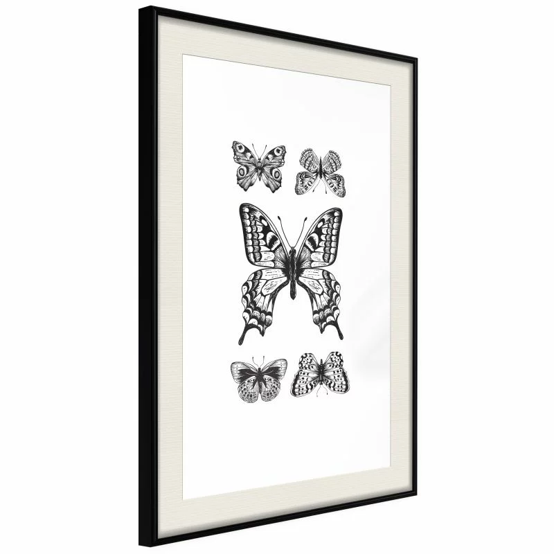 Plakat - Kolekcja motyli IV - obrazek 1