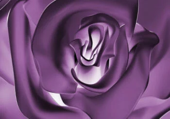 Fototapeta na wymiar - purpurowy kwiat - obrazek 2