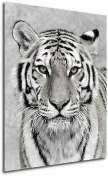 Obraz biały tygrys