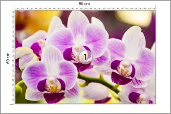 Fototapeta Tropikalna Orchidea - obrazek 3