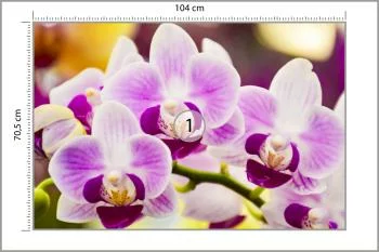 Fototapeta Tropikalna Orchidea - obrazek 3